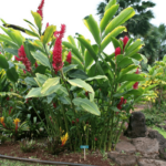 Health Benefits of Red Ginger
